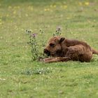 Wisent