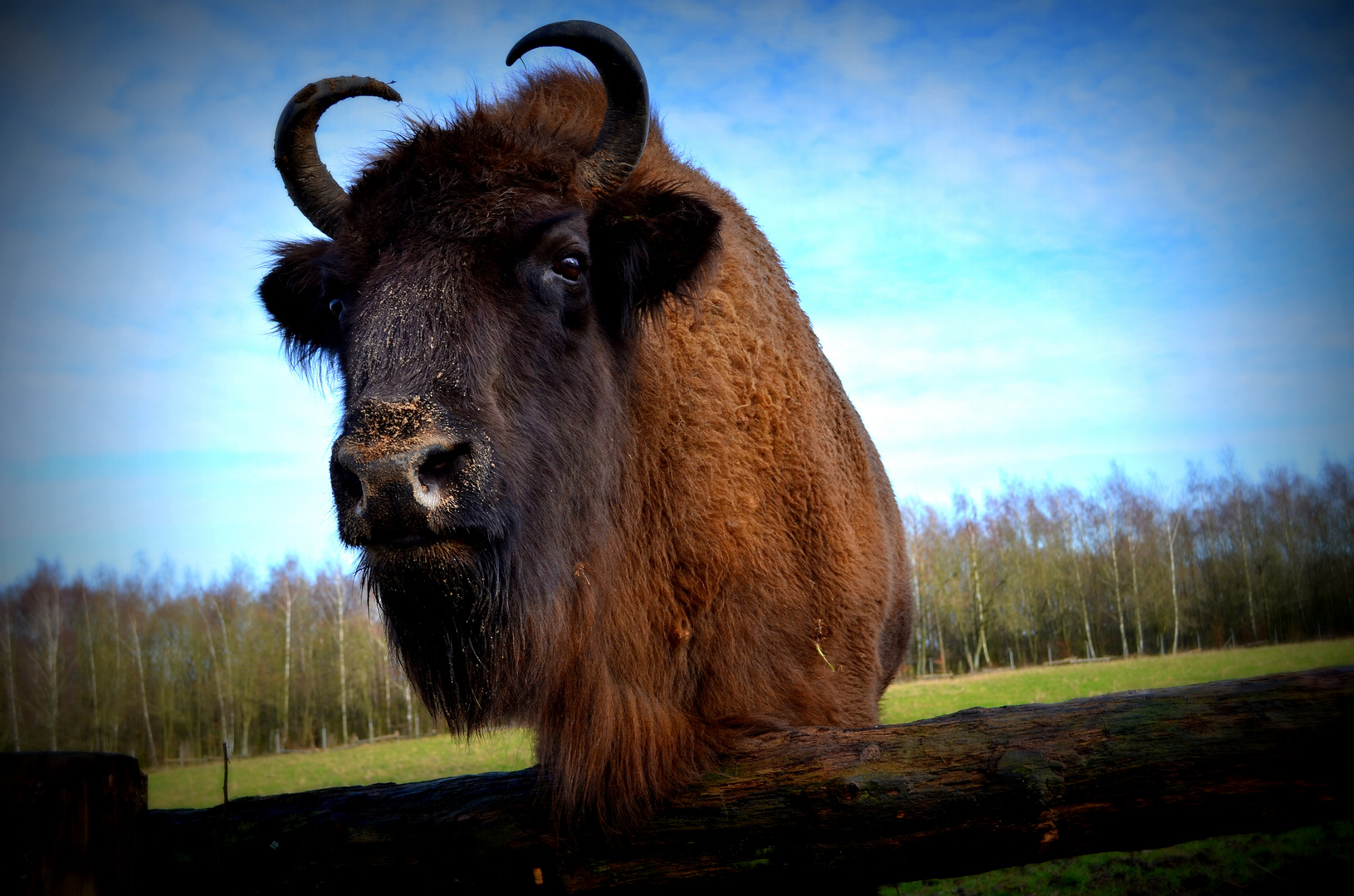 Wisent