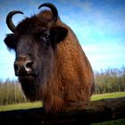 Wisent