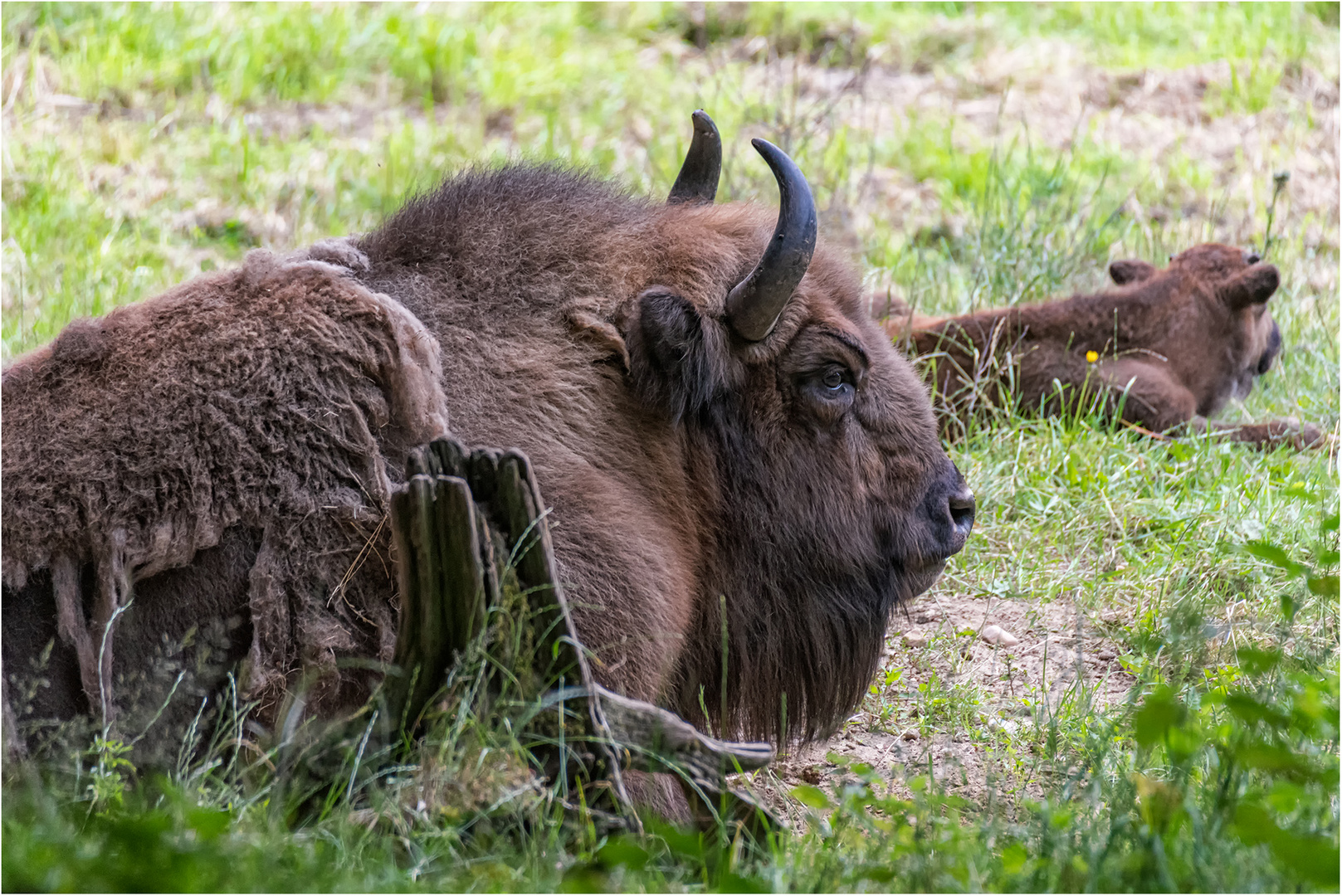 Wisent