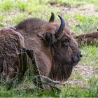 Wisent