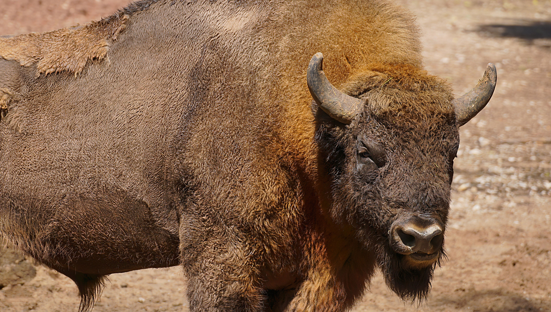 Wisent