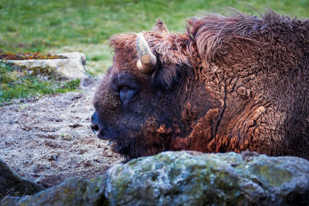 Wisent