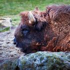 Wisent