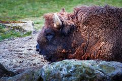 Wisent