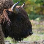 Wisent