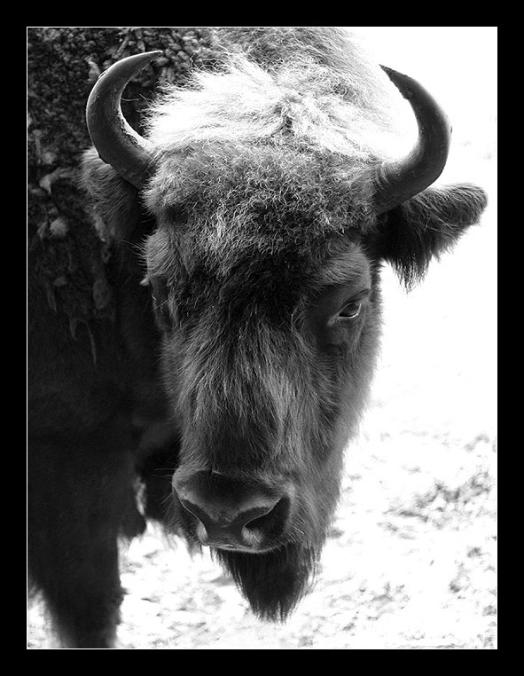 °wisent°