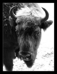 °wisent°