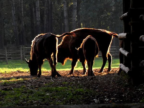 Wisent.