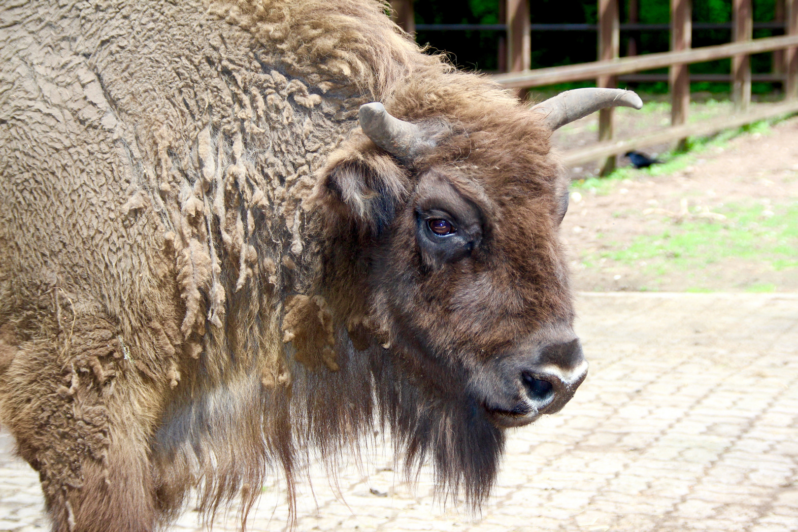 Wisent