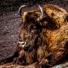 Wisent