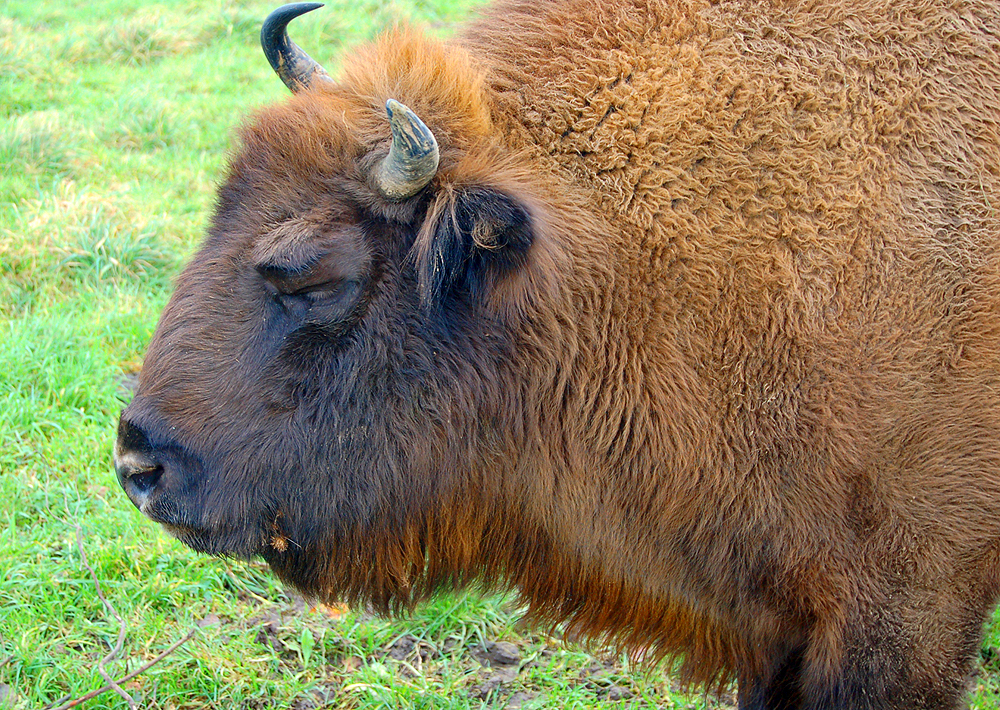 Wisent