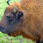 Wisent