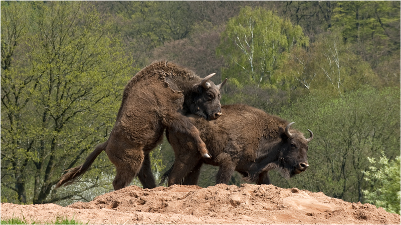 Wisent