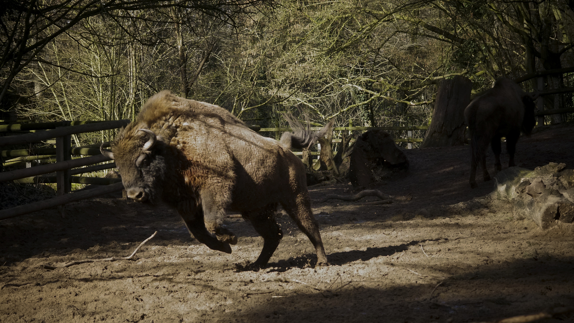 Wisent