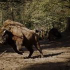 Wisent