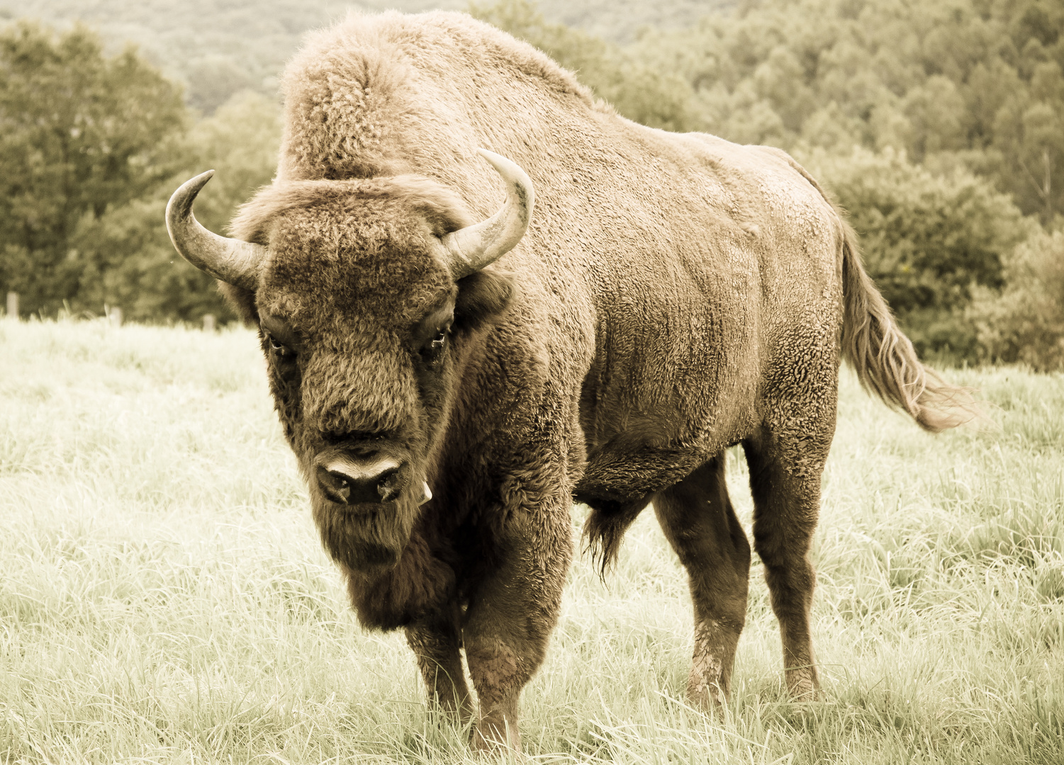 Wisent