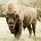 Wisent