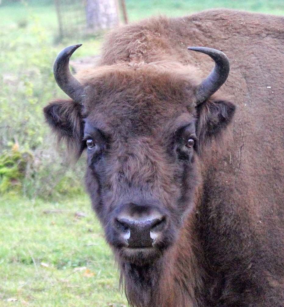 Wisent