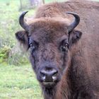 Wisent