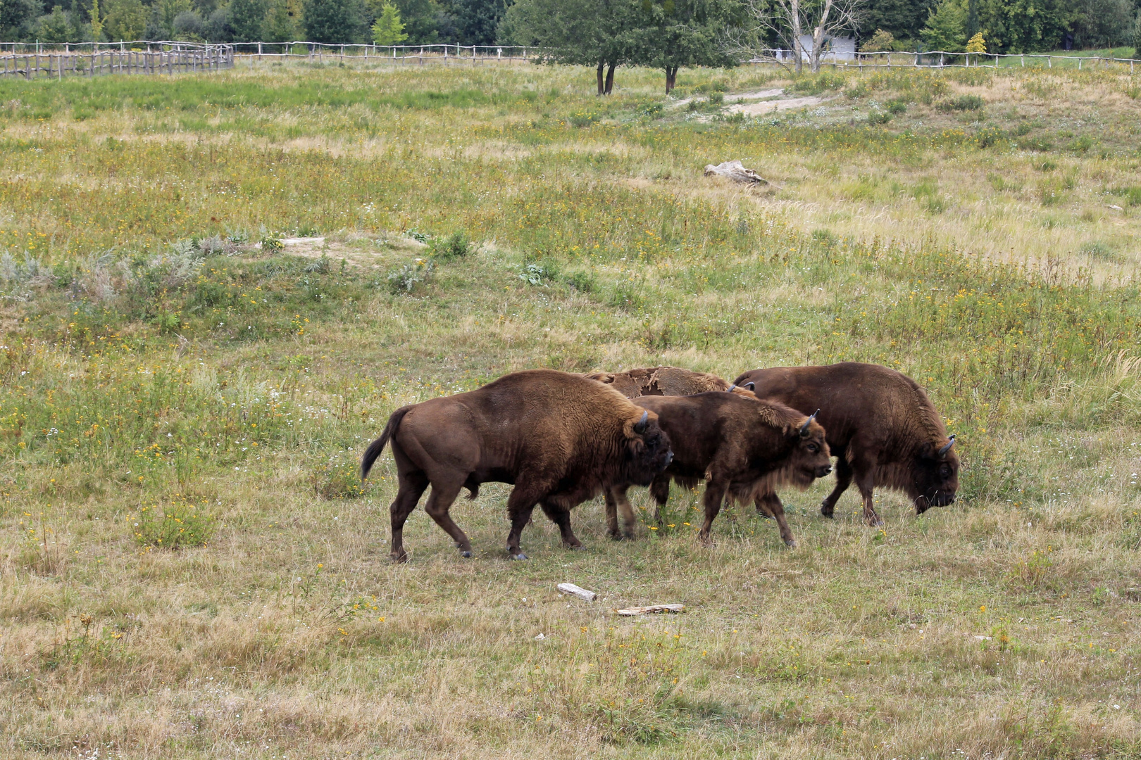 Wisent Familie beim grasen