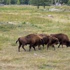 Wisent Familie beim grasen