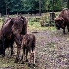 Wisent-Familie