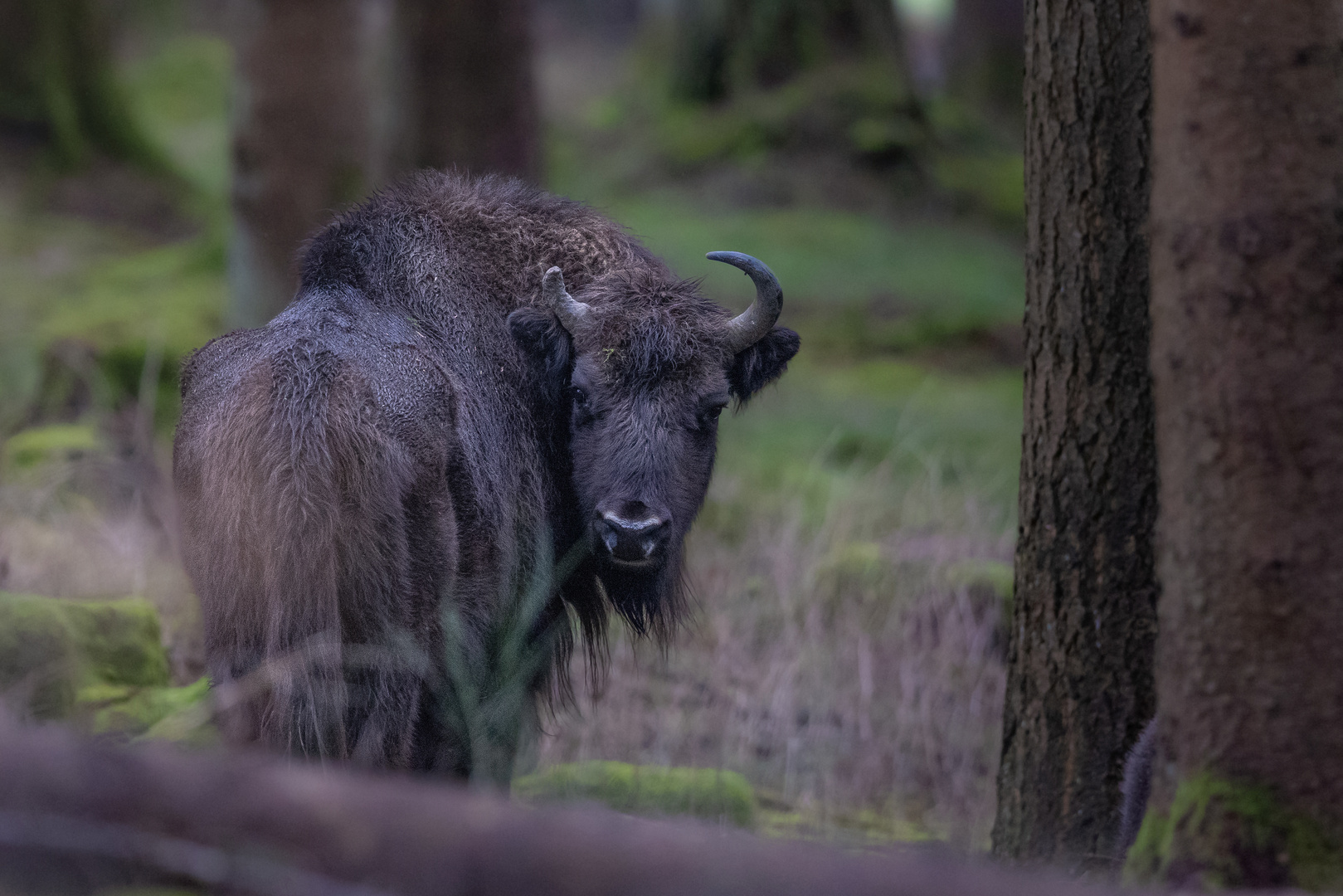 Wisent