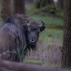 Wisent