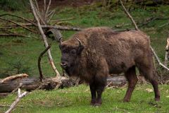 Wisent