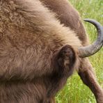 Wisent ganz nah