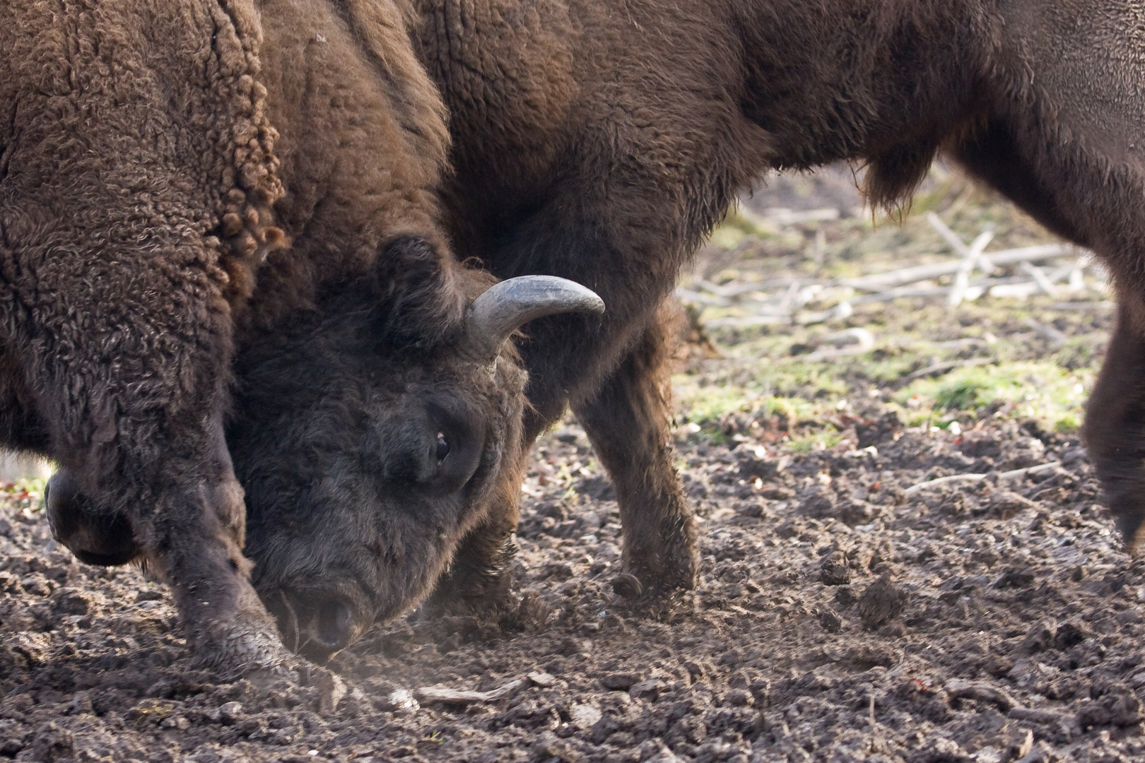 Wisent gegen Wisent