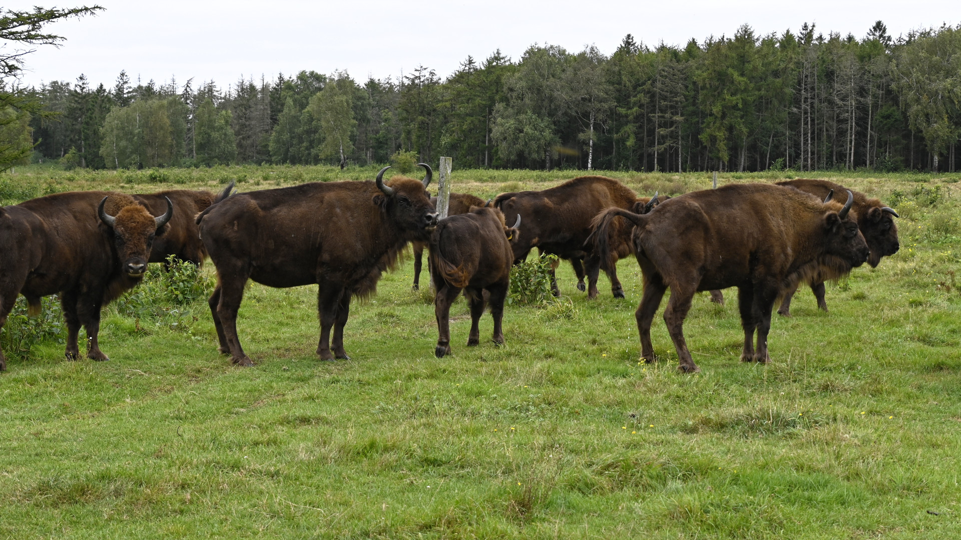 Wisent-Herde in der Cuxhavener Küstenheide - wild lebend, aber in einem großräumigen Wildgehege - 