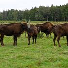 Wisent-Herde in der Cuxhavener Küstenheide - wild lebend, aber in einem großräumigen Wildgehege - 