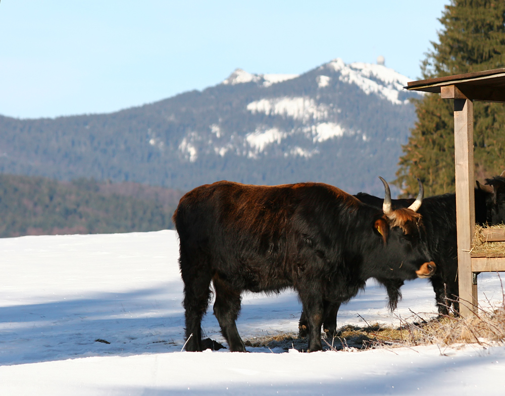 Wisent-Idylle