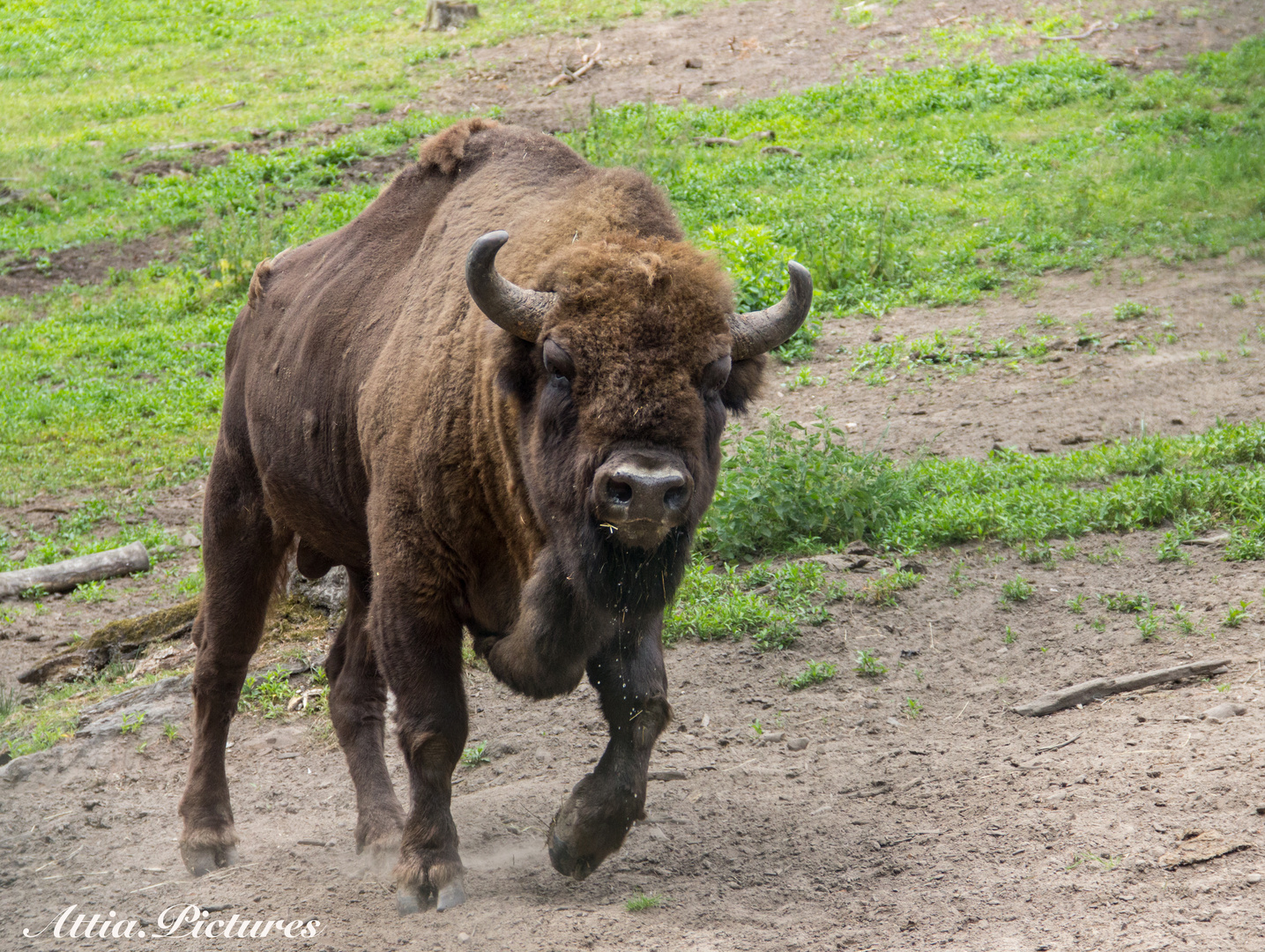 Wisent II