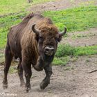 Wisent II