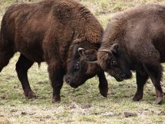 Wisent II