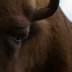 Wisent im Auge