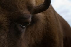 Wisent im Auge