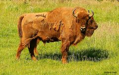 Wisent im Doppelpack