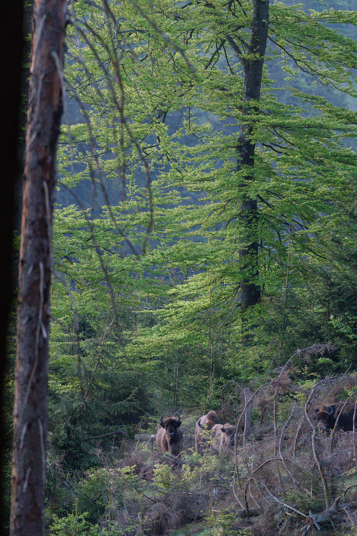 Wisent im eigenen Dampf