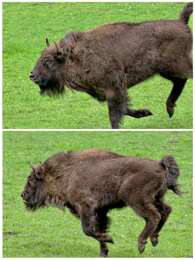 Wisent im Galopp