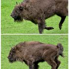 Wisent im Galopp