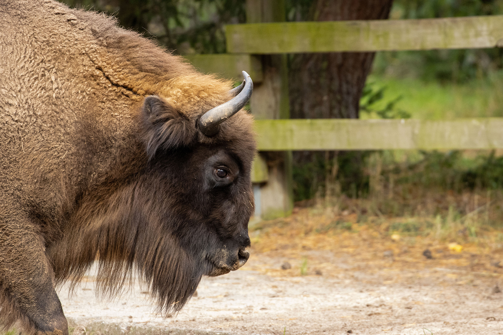 Wisent im Gehege Prätenow