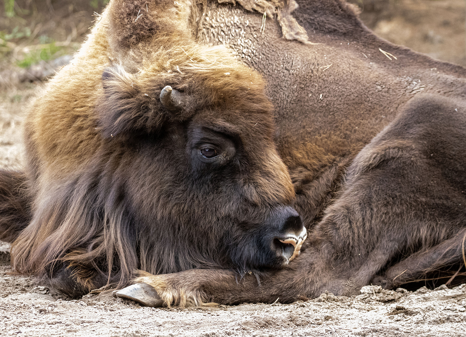 Wisent im Gehege Prätenow