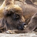 Wisent im Gehege Prätenow