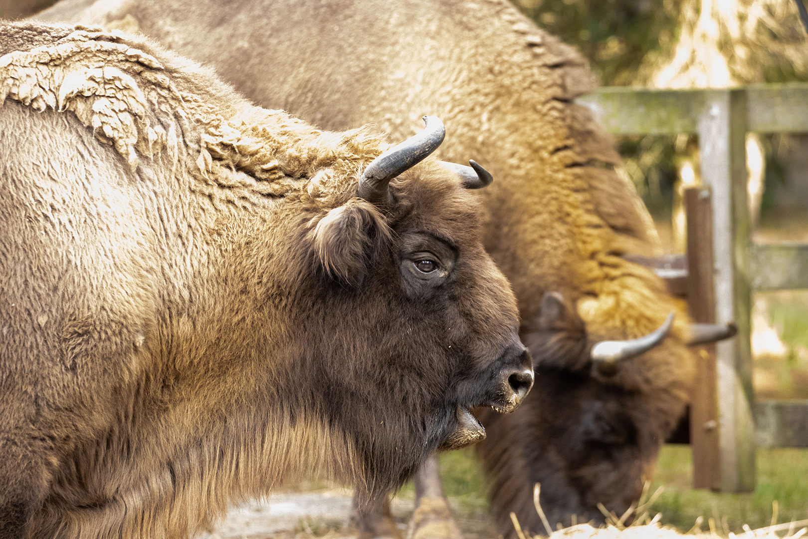 Wisent im Gehege Prätenow