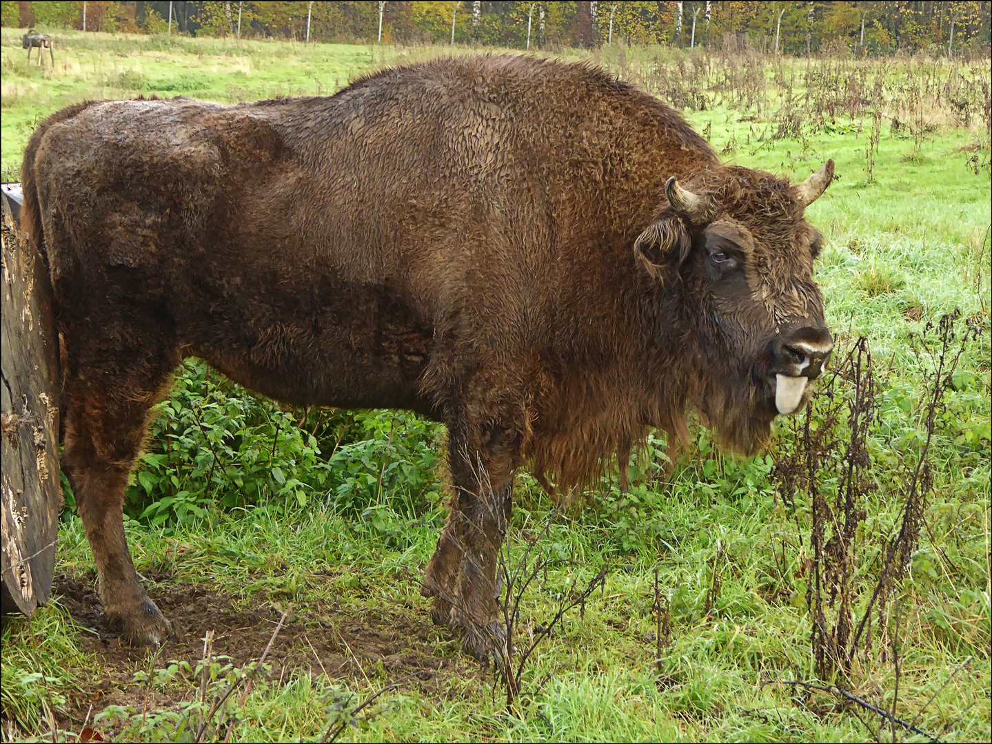 Wisent im Neandertal