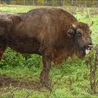 Wisent im Neandertal